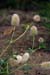 Clover_Hares-foot_LP0224_59_Wisley