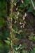 Copse-bindweed_LP0224_98_Wisley