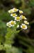 Feverfew_LP0217_17_Backside_Common