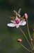 Flowering-rush_LP0218_25_Runnymede