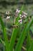 Flowering-rush_LP0218_26_Runnymede