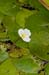 Frogbit_LP0218_41_Runnymede