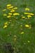 Marigold_Corn_LP0224_44_Wisley