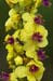 Mullein_Dark_LP0217_38_White_Downs