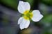 Starfruit_LP0217_04_Surrey