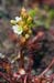 Sundew_Oblong-leaved_LP0216_14_Thursley