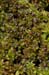 Bog-moss_Papillose_LP0233_51_Thursley