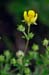 Cinquefoil_Grey_LP0234_31_Ham