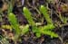 Clubmoss_Marsh_LP0233_52_Thursley