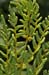 Fern_Royal_LP0230_45_Rowhill