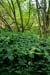 Herb-paris_LP0228_03_Merstham