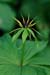 Herb-paris_LP0228_21_Merstham