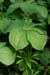 Herb-paris_LP0228_24_Merstham