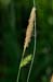 Sedge_Smooth-stalked_LP0230_18_Rowhill