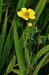 Spearwort_Greater_LP0236_10_Blindley_Heath