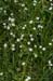 Stitchwort_Lesser_LP0230_64_Rowhill