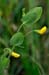 Vetchling_Yellow_LP0234_22_Ham