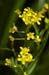 Yellow-cress_Marsh_LP0231_24_Ditton_Field