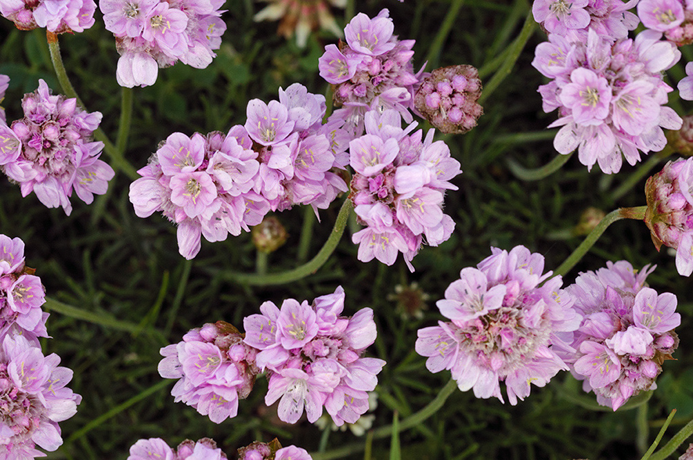 Armeria_maritima_LP0710_07_Scilly