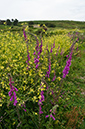 Digitalis_purpurea_LP0714_42_Scilly