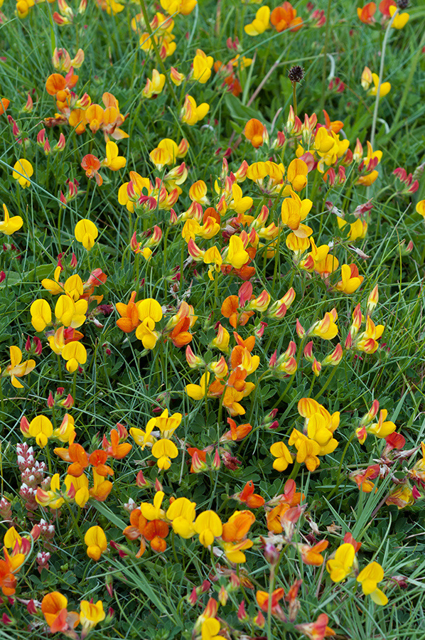 Lotus_corniculatus_LP0711_75_Scilly