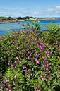 Silene_dioica_LP0710_35_Scilly