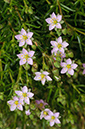 Spergularia_rupicola_LP0716_65_Scilly