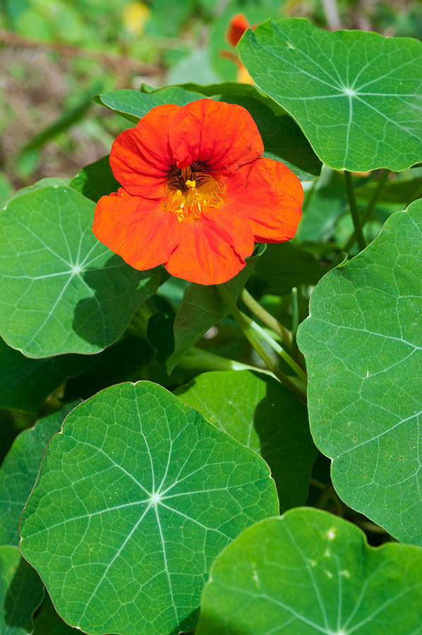 Tropaeolum_majus_LP0720_28_Scilly