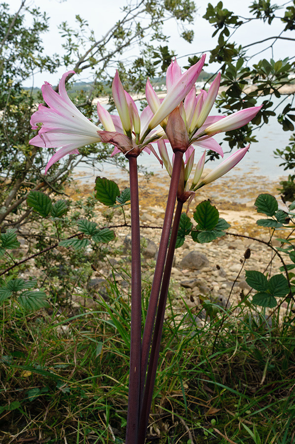 Amaryllis_belladonna_LP0721_51_Scilly