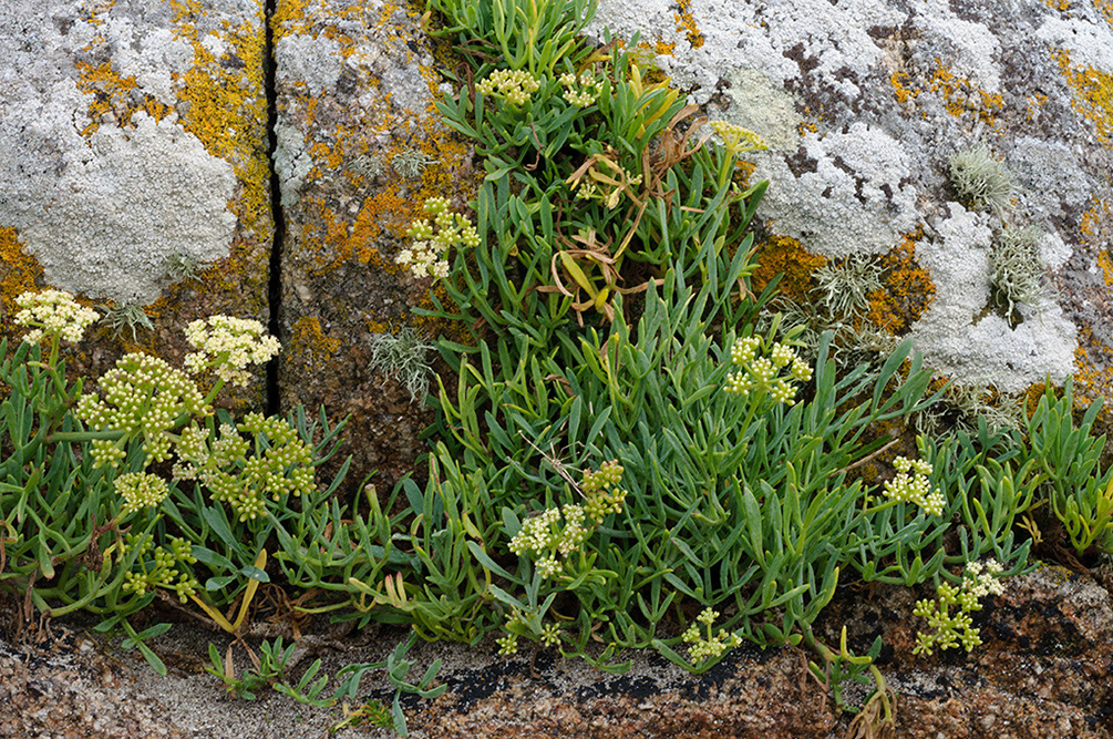 Crithmum_maritimum_LP0719_02_Scilly