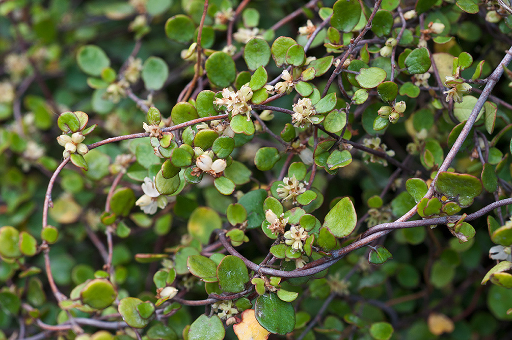Muehlenbeckia_complexa_LP0721_57_Scilly
