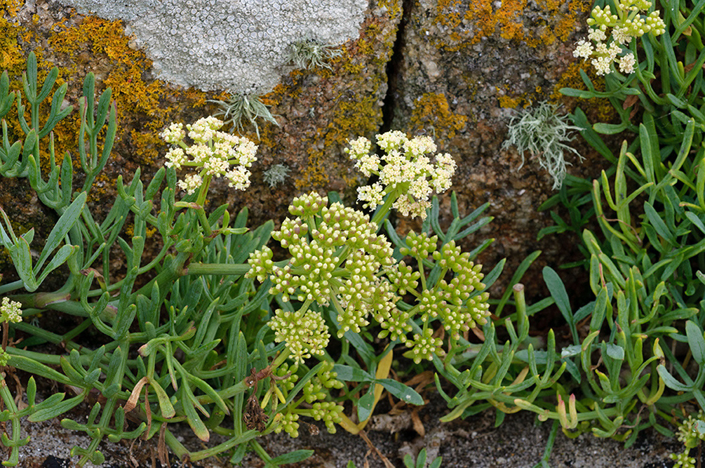 Crithmum_maritimum_LP0719_03_Scilly