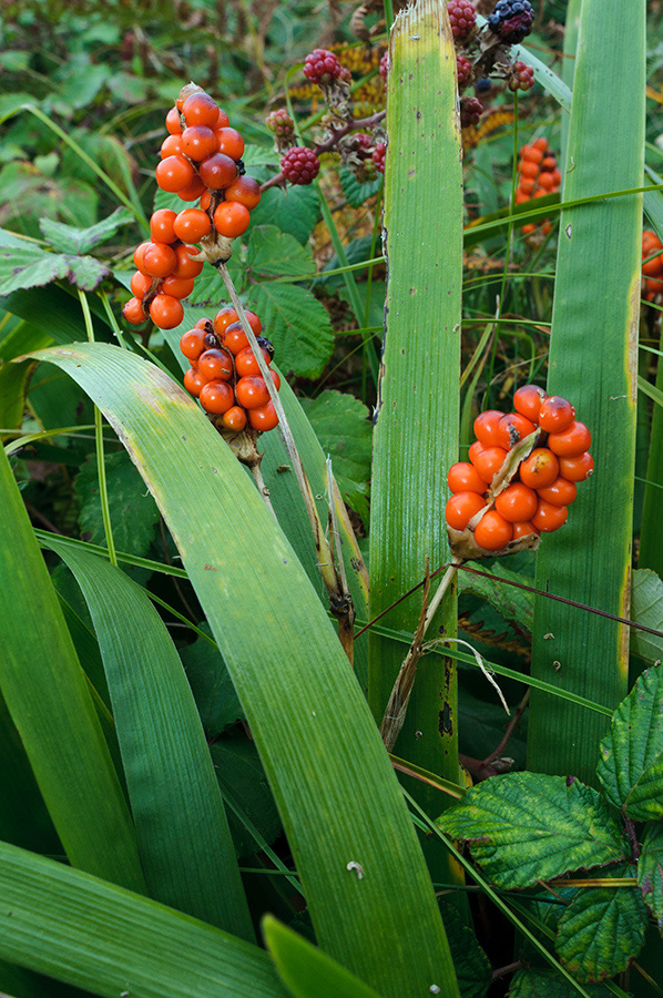 Iris_foetidissima_LP0723_22_Scilly