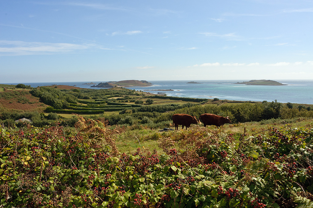 Rubus_fruticosus_LP0720_24_Scilly