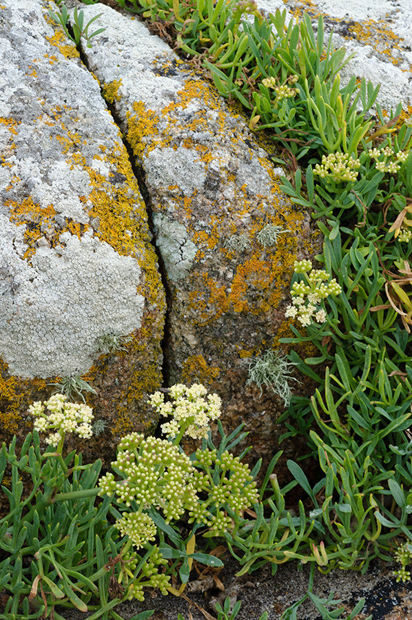 Crithmum_maritimum_LP0719_04_Scilly