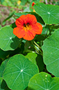 Tropaeolum_majus_LP0720_28_Scilly