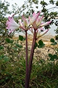 Amaryllis_belladonna_LP0721_51_Scilly