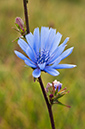 Cichorium_intybus_LP0721_43_Scilly