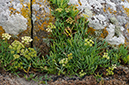 Crithmum_maritimum_LP0719_02_Scilly