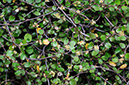 Muehlenbeckia_complexa_LP0721_53_Scilly