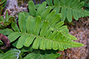 Polypodium_vulgare_LP0722_11_Scilly