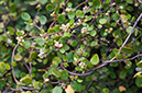 Muehlenbeckia_complexa_LP0721_57_Scilly