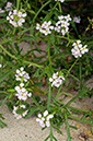 Cakile_maritima_LP0719_11_Scilly