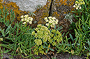 Crithmum_maritimum_LP0719_03_Scilly