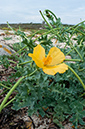Glaucium_flavum_LP0723_37_Scilly