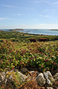 Rubus_fruticosus_LP0720_25_Scilly