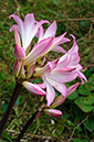 Amaryllis_belladonna_LP0721_44_Scilly