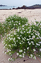 Cakile_maritima_LP0723_28_Scilly