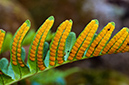 Polypodium_vulgare_LP0722_21_Scilly
