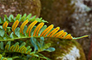 Polypodium_vulgare_LP0722_16_Scilly